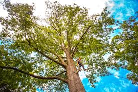 Best Lawn Grading and Leveling  in Perryville, MD