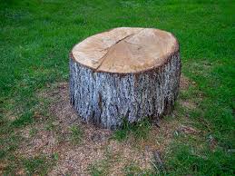 Best Tree Health Inspection  in Perryville, MD