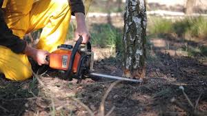 Best Hazardous Tree Removal  in Perryville, MD