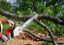 Best Lawn Maintenance Plans  in Perryville, MD