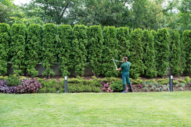 Best Storm Damage Tree Cleanup  in Perryville, MD