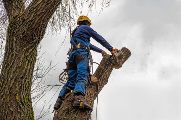 Best Utility Line Clearance  in Perryville, MD