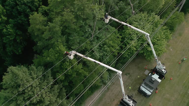  Perryville, MD Tree Removal Pros