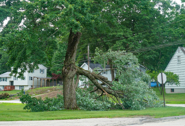Best Emergency Tree Removal  in Perryville, MD