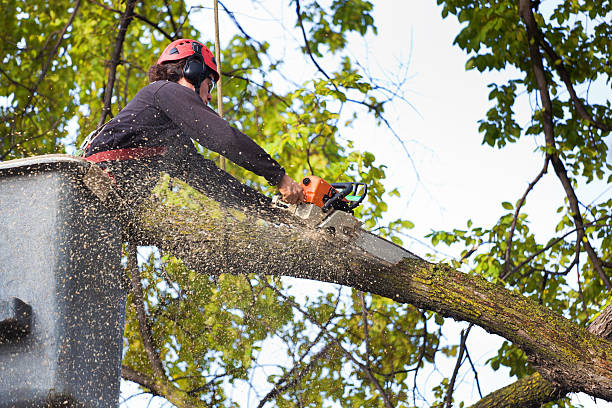Best Lawn Pest Prevention  in Perryville, MD