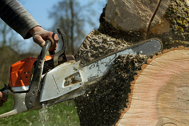 Best Seasonal Cleanup (Spring/Fall)  in Perryville, MD