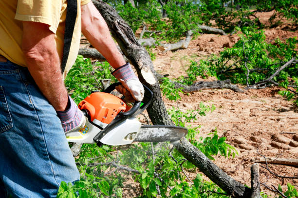 Best Tree Preservation Services  in Perryville, MD